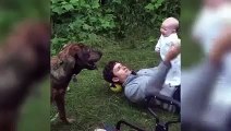 Baby can't stop laughing at dog fetching a ball