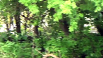 Sirius - Wildlife Detection Dog Candidate Evaluation