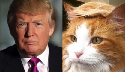#TrumpYourCat Turns Cats Into DONALD TRUMP | What's Trending Now
