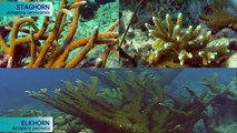 Acroporid Demographics: Threatened Coral Conservation