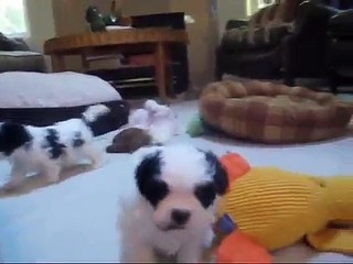 Bianca's LillyBits Shichon Puppies Five Weeks Old!