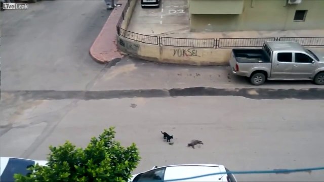Car Hits Cat - Cat Dies - Another Cat Humps Dead Cat