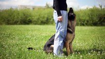 Lexus (Ares Slovraj) 17 months - the german shepherd tricks