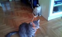 Siberian Cat - Neva Masquerade Kittens playing Cute Funny Video