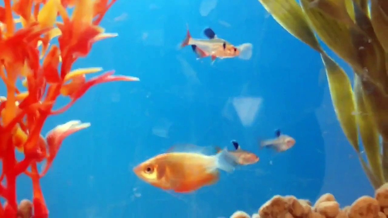 Honey Gourami Fish Care, Tank Mates, Size of Aquarium?