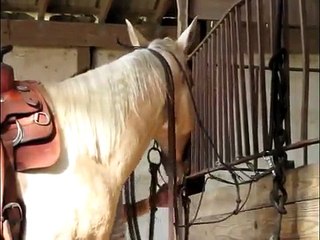 Valley View Ranch - Smart Little Suzie -  *For up-to-date info, price, etc., go to our website*