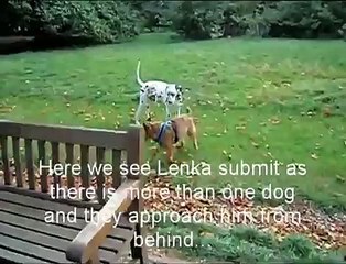 How to stop your dog being aggressive on and off the lead