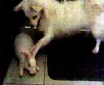 Japanese Spitz plays with a Rabbit