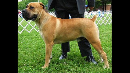 Top 20 Most Strongest Guard Dogs