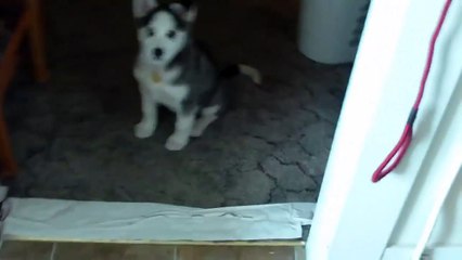 Husky Puppy Talking saying "I love you"