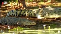 Documental Leones Vs Cocodrilos Animales Salvajes | Documentales NatGeo Wild