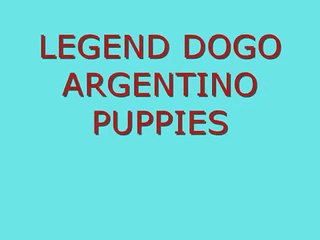 Dogo Argentino, Dogo Argetino puppies, WWW.LEGENDDOGOS.COM