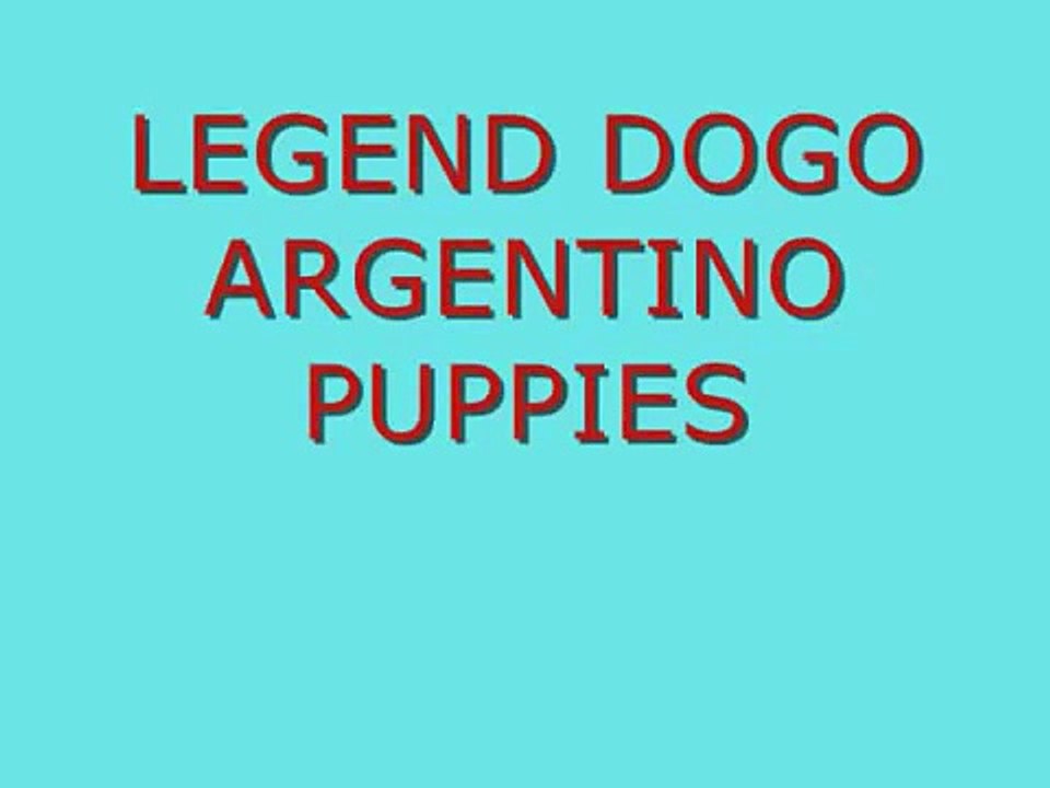 Dogo Argentino, Dogo Argetino puppies, WWW.LEGENDDOGOS.COM