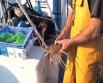 Pêche responsable et durable : la pêche aux bulots en Normandie