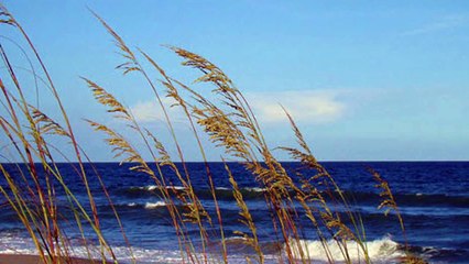 Gentle Breeze