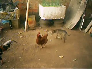 Cachorro Pegando a Galinha