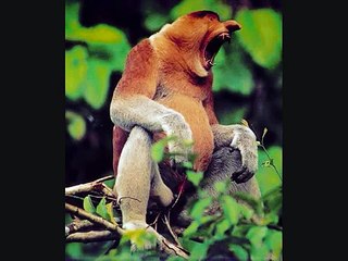 Animales raros y feos