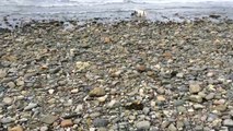 Dog Saves Baby Dolphin on Criccieth Beach