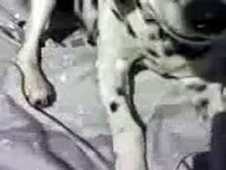 Dalmata que sonrie - Smiling Dalmatian