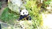 Pandas at San Diego Zoo Eating Bamboo