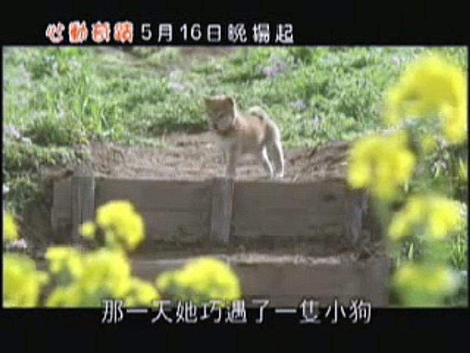心動奇蹟 マリと子犬の物語
