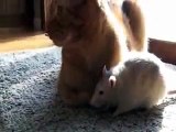 Rat loves cat ! This Cat And This Rat Are Very Good Friends!
