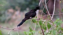 Pied Cuckoo or Jacobin Cuckoo Call,Sound,Voice-Dr.D.Vijayagovindarajan ,Vellore,Tamilnadu,India