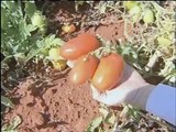 Embrapa desenvolve nova técnica para plantio de hortaliças mais nutritivas e com baixo custo