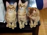 Funny Kittens watching tennis