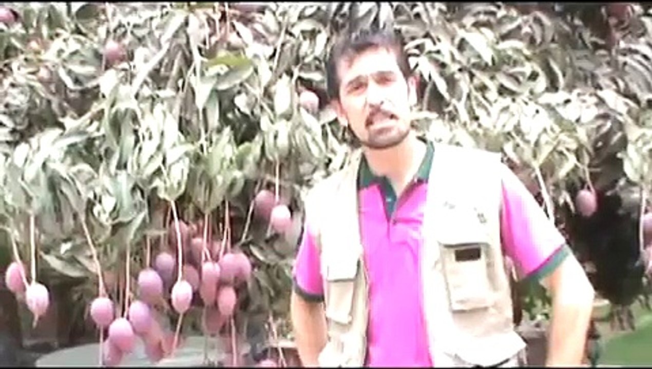 Árboles frutales  - Mango - www.viverochaclacayo.com.pe