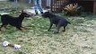 6 month old Doberman puppy annoying a Pit Bull