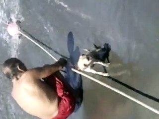 旗津海灘阿伯在虐狗