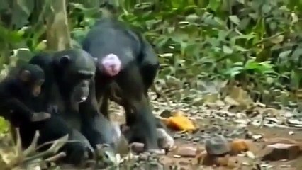NOVA APE GENIUS Discovery Animals Documentary 360p