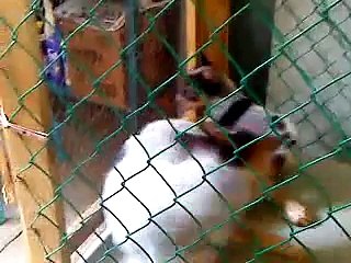 ganadero australiano blue heleer australiano pastor ganadero australiano perro vaquero