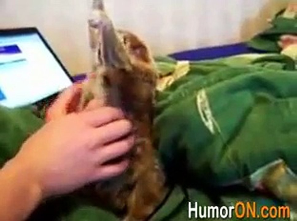 Please, don't stop scratching!