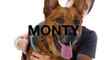 Meet Monty a German Shepherd currently available for adoption at Petango.com! 7/7/2015 3:12:56 PM