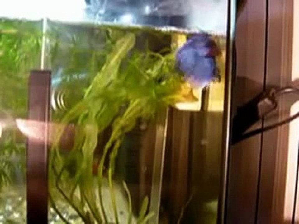 accoppiamento Betta
