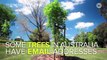 People In Australia Are Sending Love Letters To Trees