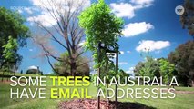 People In Australia Are Sending Love Letters To Trees