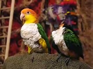 Preening Birds