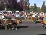 Miniature Horses and Donkey pulling carriages