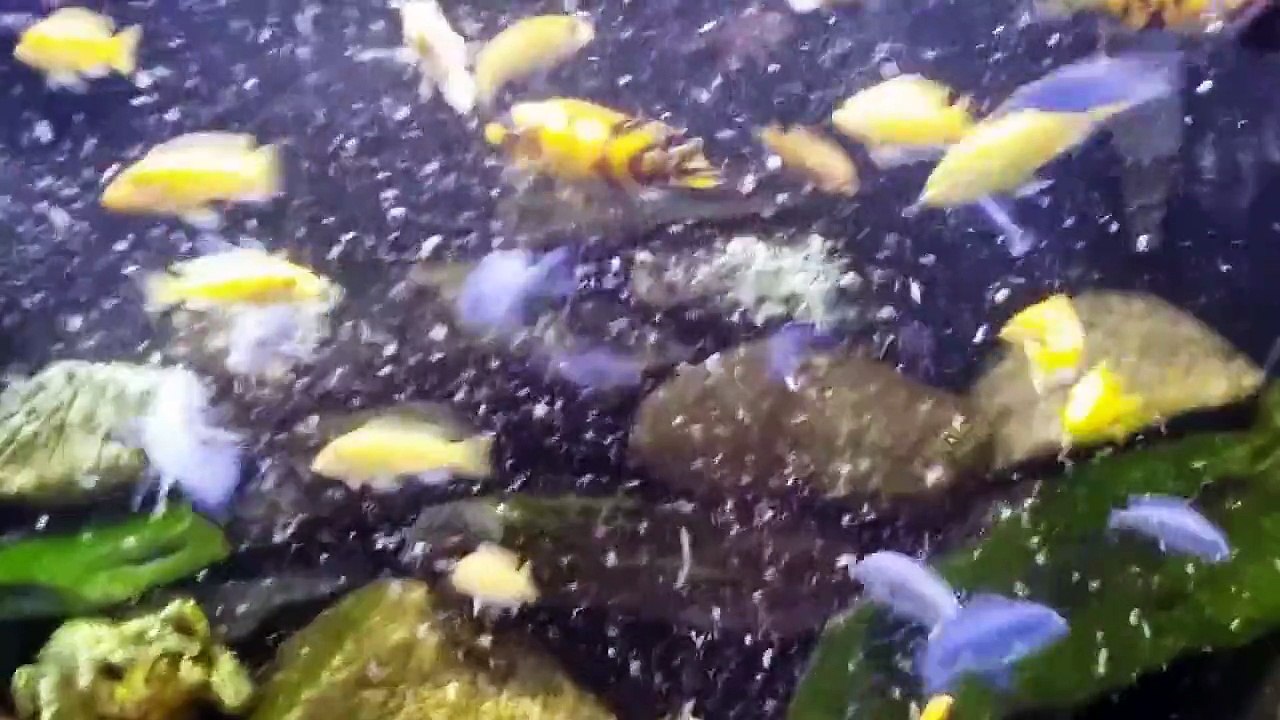 Feeding Time! Feeding My African Cichlids