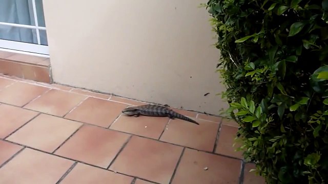 World Fastest Blue Tongue Lizard Ever Recorded
