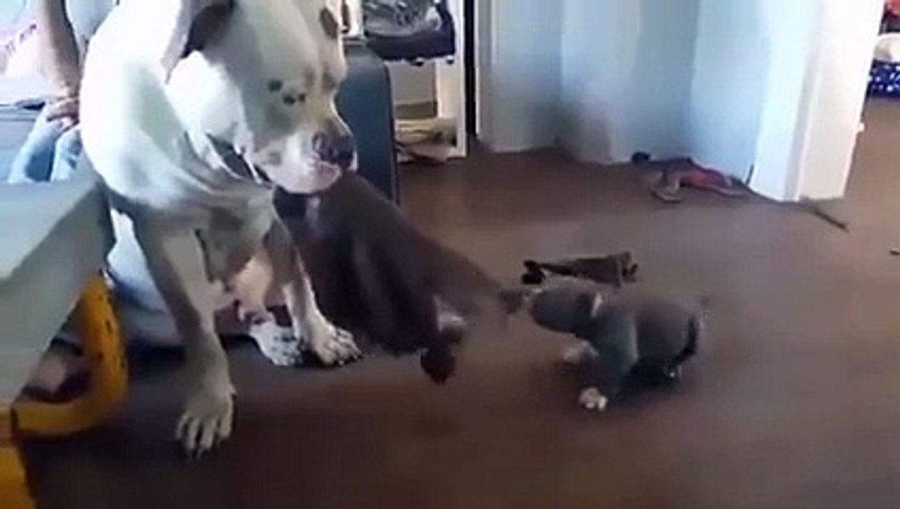 He just realized mid-air that that was a carrot, not a meat stick