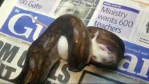 Rainbow Boa feeding