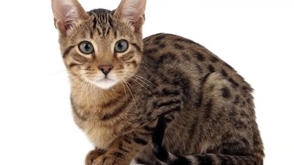 Chinese Shocker! Cat Gives Birth To Dog