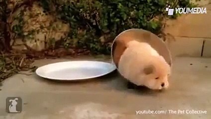 Video simpaticissimo di gatti che giocano con scatole