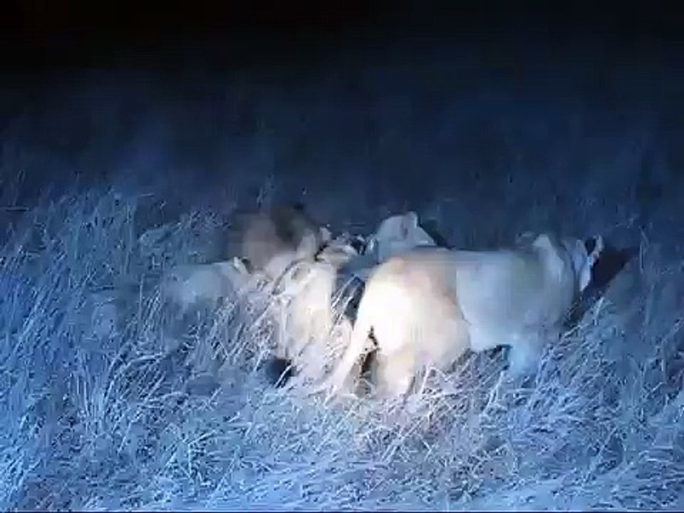 lions vs. impala