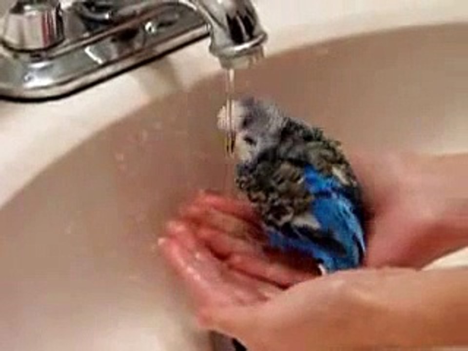 My fat bird taking a bath.