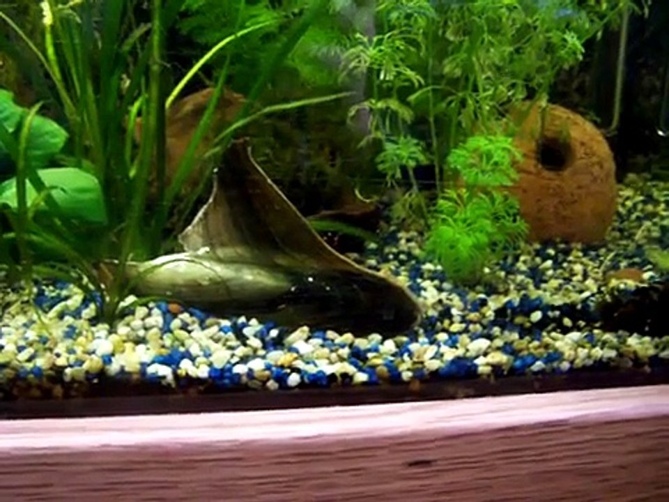 Aquarium Muscheln